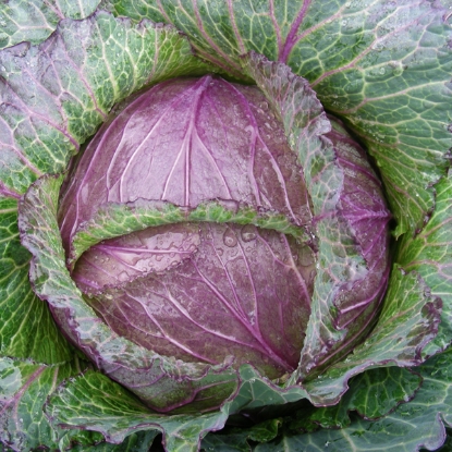 Picture of Organic Cabbage Deadon F1